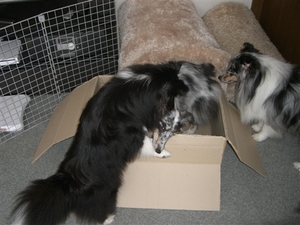 CIMG8571_R.jpg