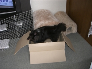 CIMG8574_R.jpg
